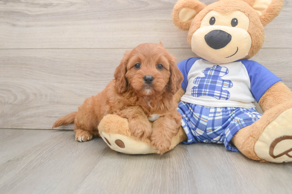 5 week old Cavapoo Puppy For Sale - Florida Fur Babies