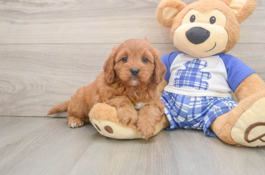 Cavapoo Puppy for Adoption