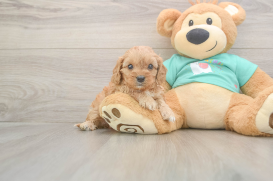 5 week old Cavapoo Puppy For Sale - Florida Fur Babies Funny Cavapoo Poodle Mix Pup
