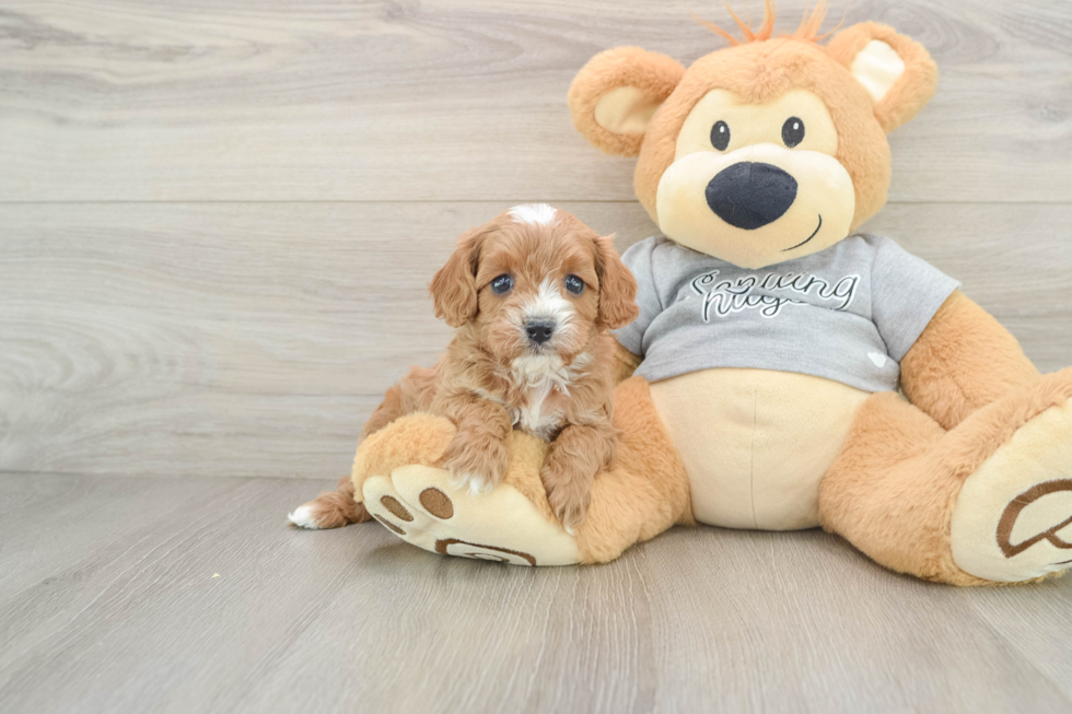 Best Cavapoo Baby