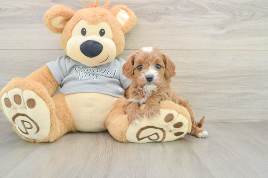 Happy Cavapoo Baby