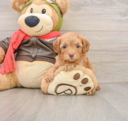 7 week old Cavapoo Puppy For Sale - Florida Fur Babies