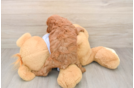 Smart Cavapoo Poodle Mix Pup