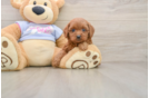 Cavapoo Puppy for Adoption
