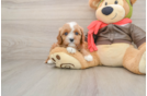 Small Cavapoo Baby