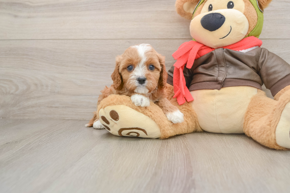 Small Cavapoo Baby