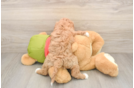 Energetic Cavoodle Poodle Mix Puppy