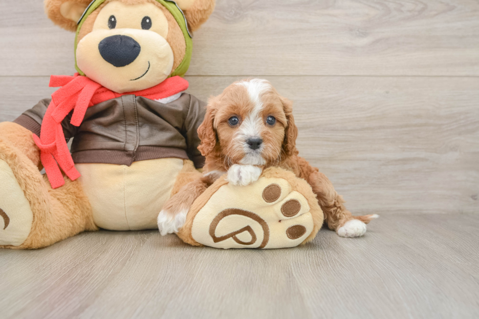 Cavapoo Puppy for Adoption