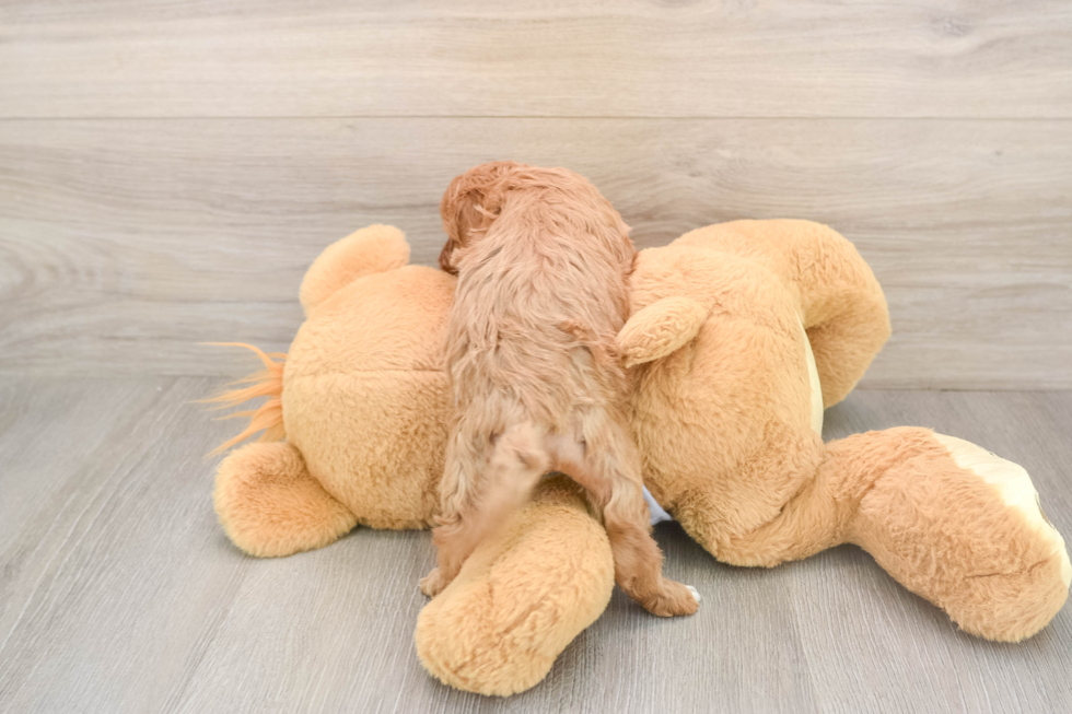 Cavapoo Pup Being Cute