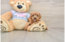 Best Cavapoo Baby