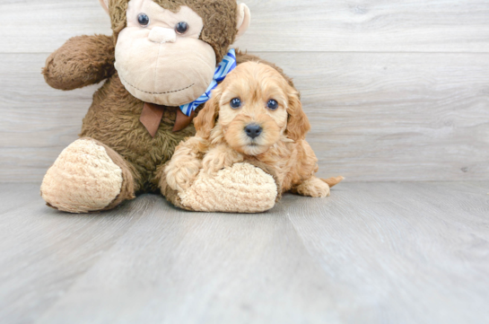 30 week old Cavapoo Puppy For Sale - Florida Fur Babies