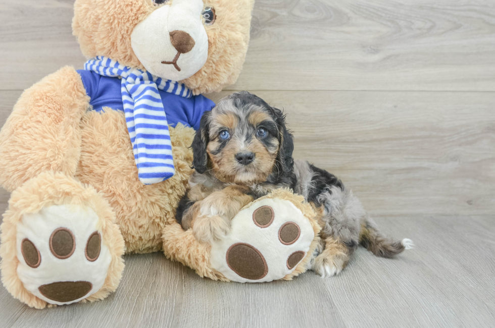 6 week old Cavapoo Puppy For Sale - Florida Fur Babies