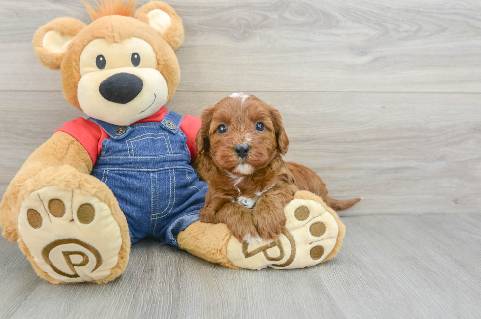 7 week old Cavapoo Puppy For Sale - Florida Fur Babies