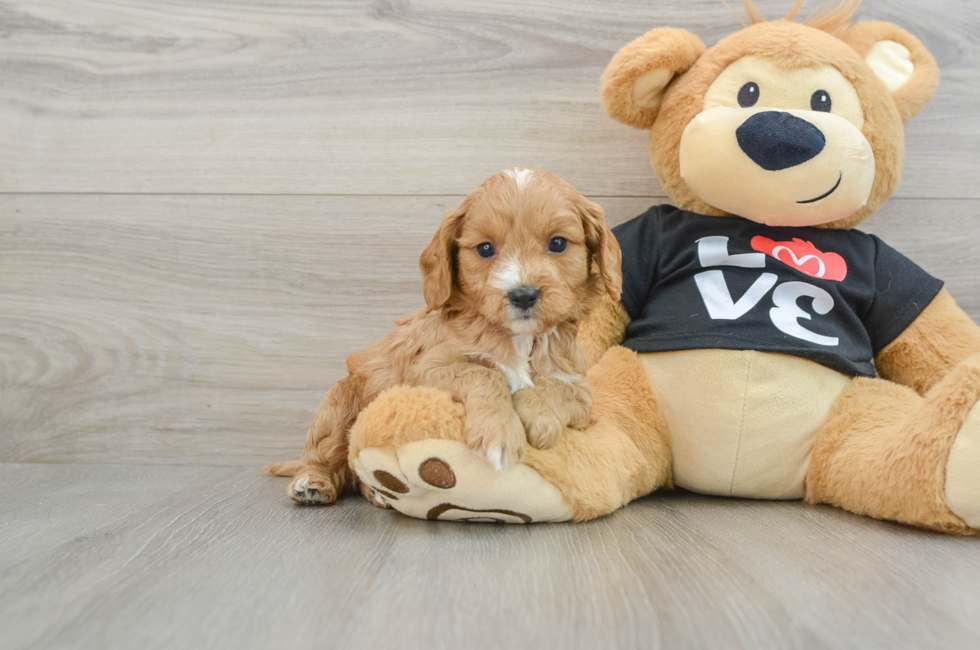 7 week old Cavapoo Puppy For Sale - Florida Fur Babies