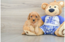 Happy Cavapoo Baby