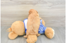Cavapoo Puppy for Adoption