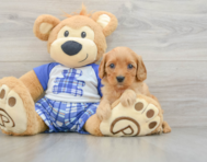 7 week old Cavapoo Puppy For Sale - Florida Fur Babies