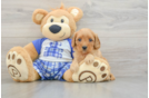 Cavapoo Puppy for Adoption