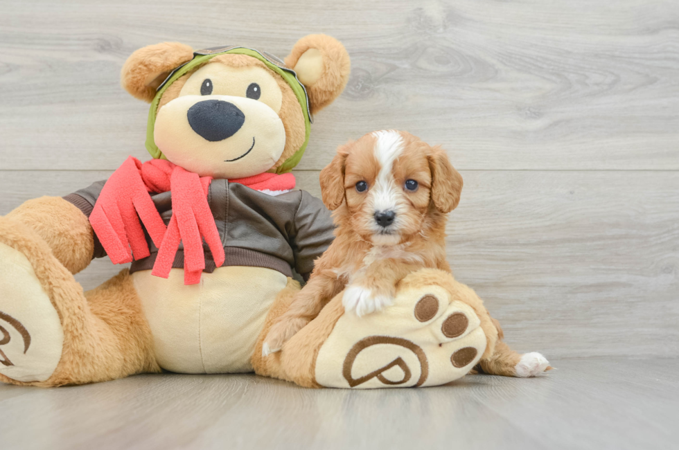 5 week old Cavapoo Puppy For Sale - Florida Fur Babies