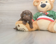 7 week old Cavapoo Puppy For Sale - Florida Fur Babies
