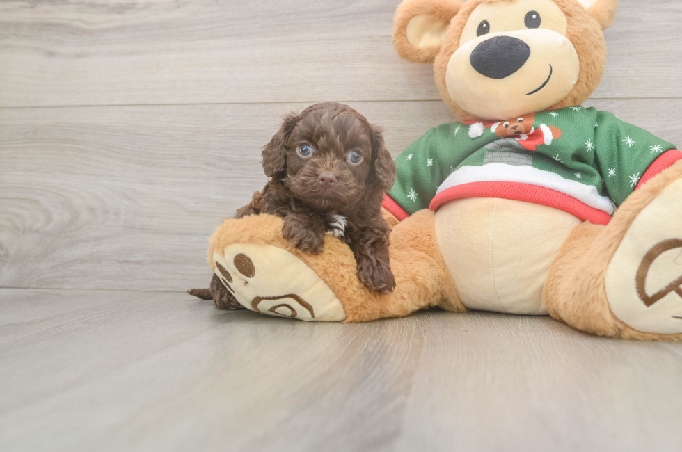 5 week old Cavapoo Puppy For Sale - Florida Fur Babies