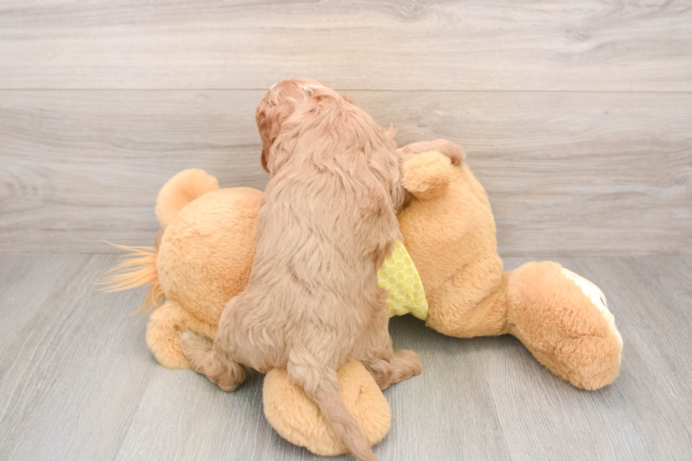 Playful Cavapoodle Poodle Mix Puppy