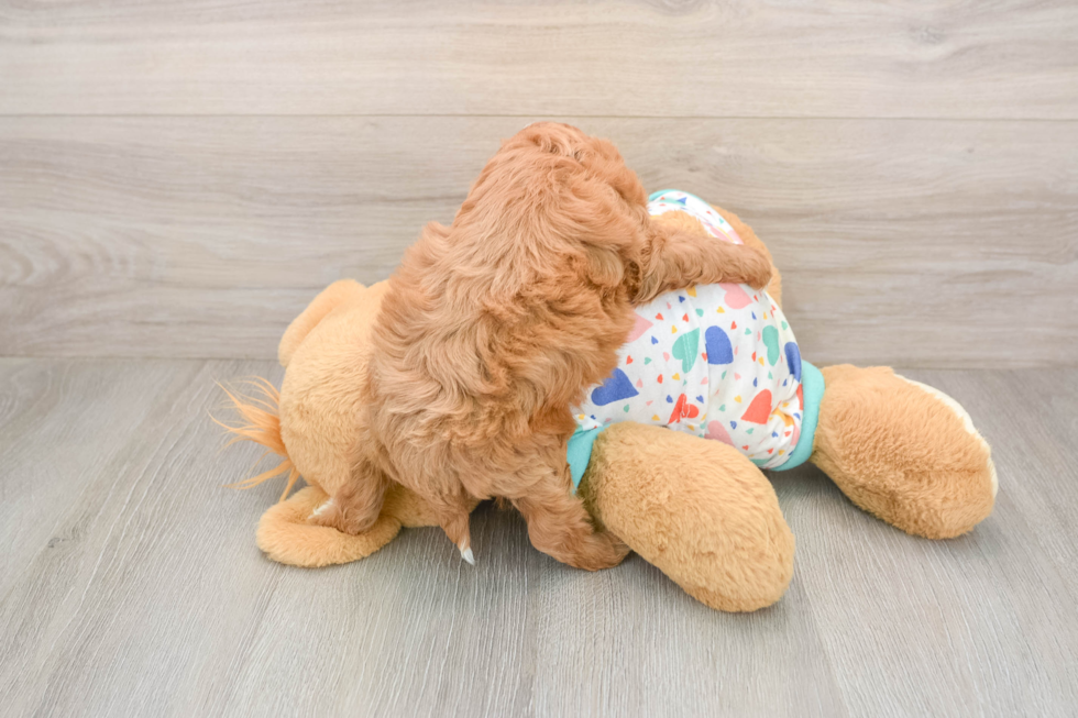 Popular Cavapoo Poodle Mix Pup