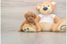 Best Cavapoo Baby