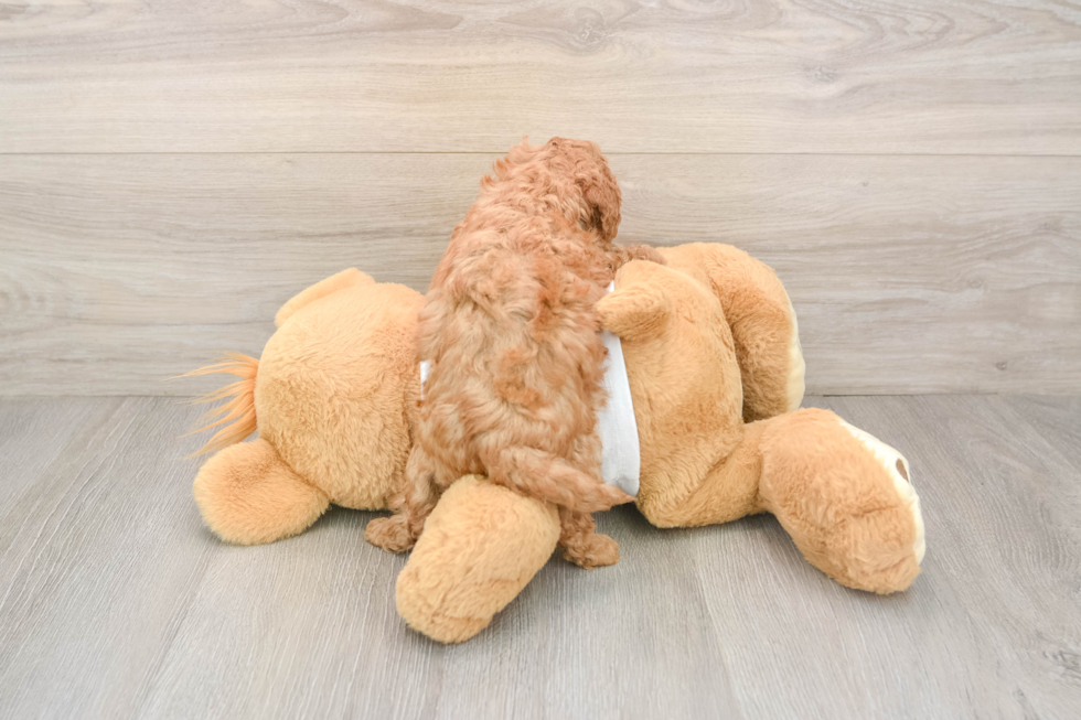 Cavapoo Pup Being Cute