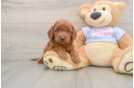 Cavapoo Puppy for Adoption