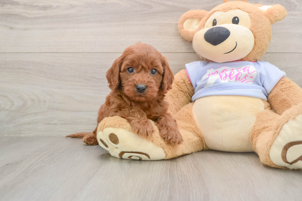 Cavapoo Puppy for Adoption