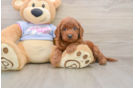 Best Cavapoo Baby
