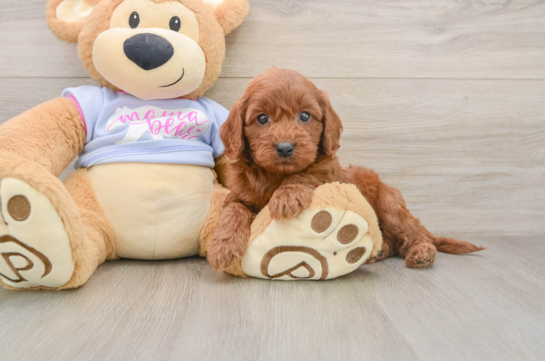 Best Cavapoo Baby