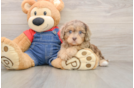 Playful Cavapoodle Poodle Mix Puppy