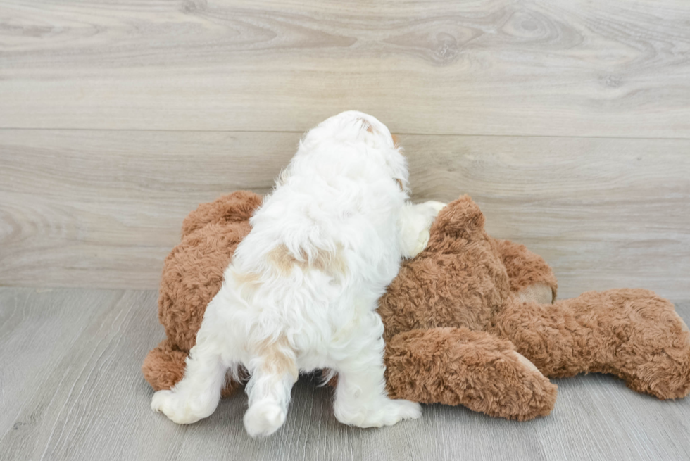 Cavapoo Pup Being Cute