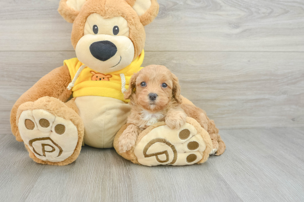 Cavapoo Pup Being Cute