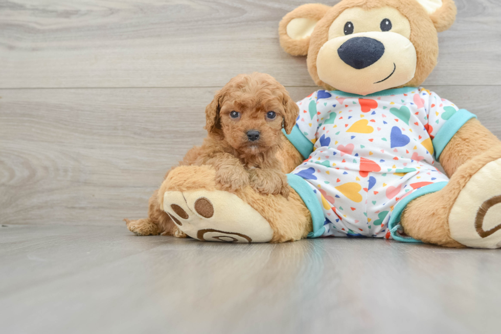 Best Cavapoo Baby