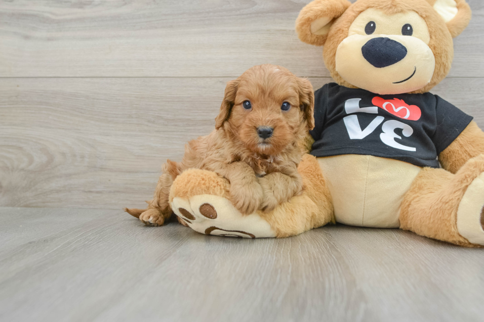 Cavapoo Pup Being Cute