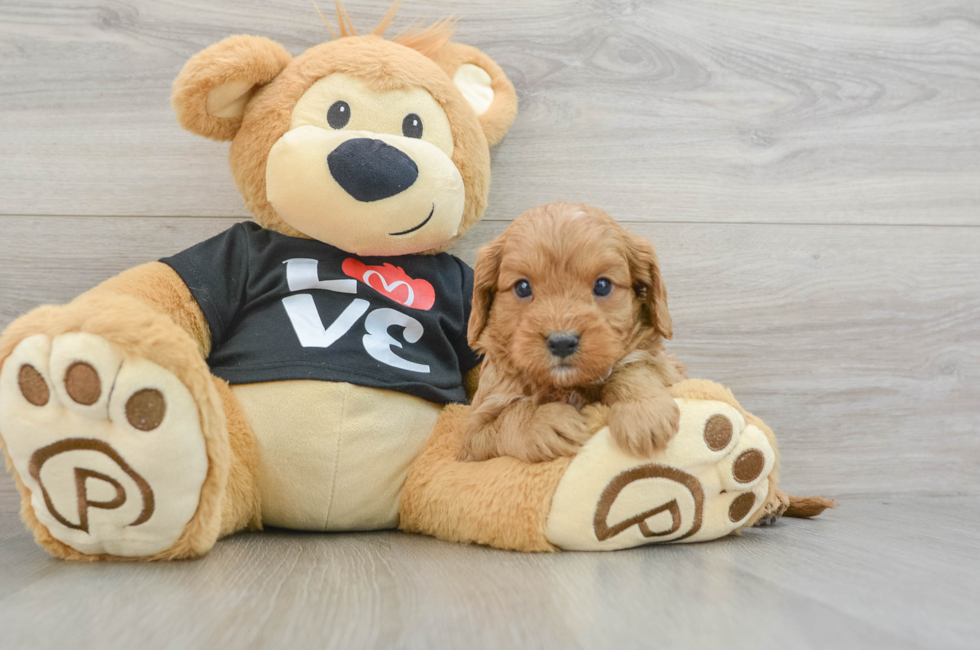 6 week old Cavapoo Puppy For Sale - Florida Fur Babies