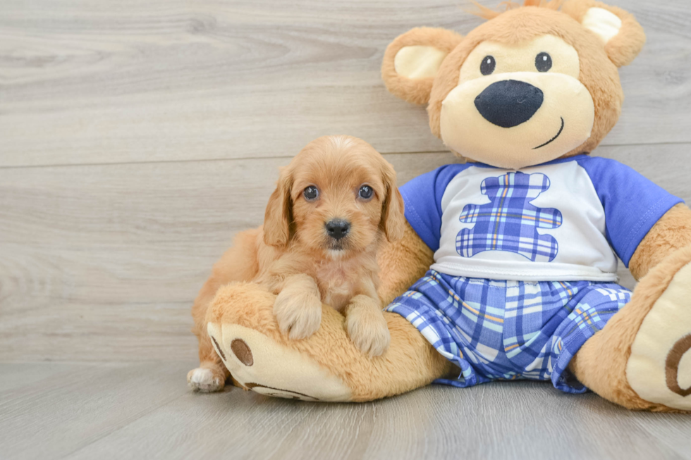 Cavapoo Puppy for Adoption