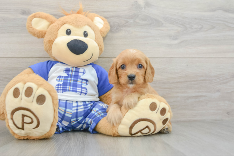 Cavapoo Puppy for Adoption