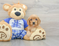 7 week old Cavapoo Puppy For Sale - Florida Fur Babies