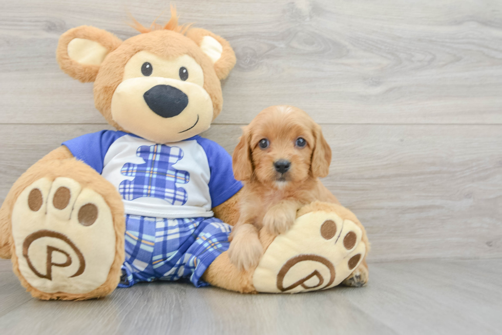 Cavapoo Puppy for Adoption