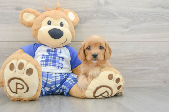 Cavapoo Puppy for Adoption