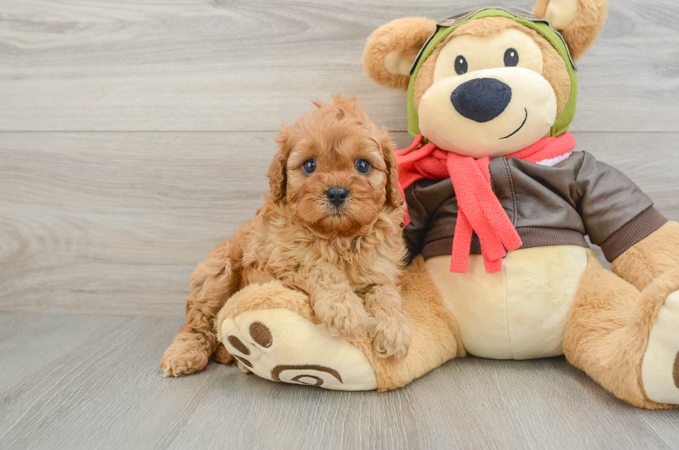 5 week old Cavapoo Puppy For Sale - Florida Fur Babies