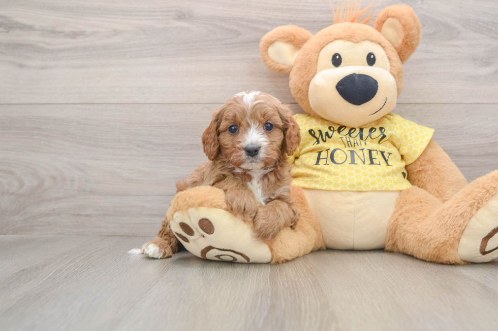 Best Cavapoo Baby