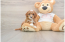 Playful Cavapoodle Poodle Mix Puppy