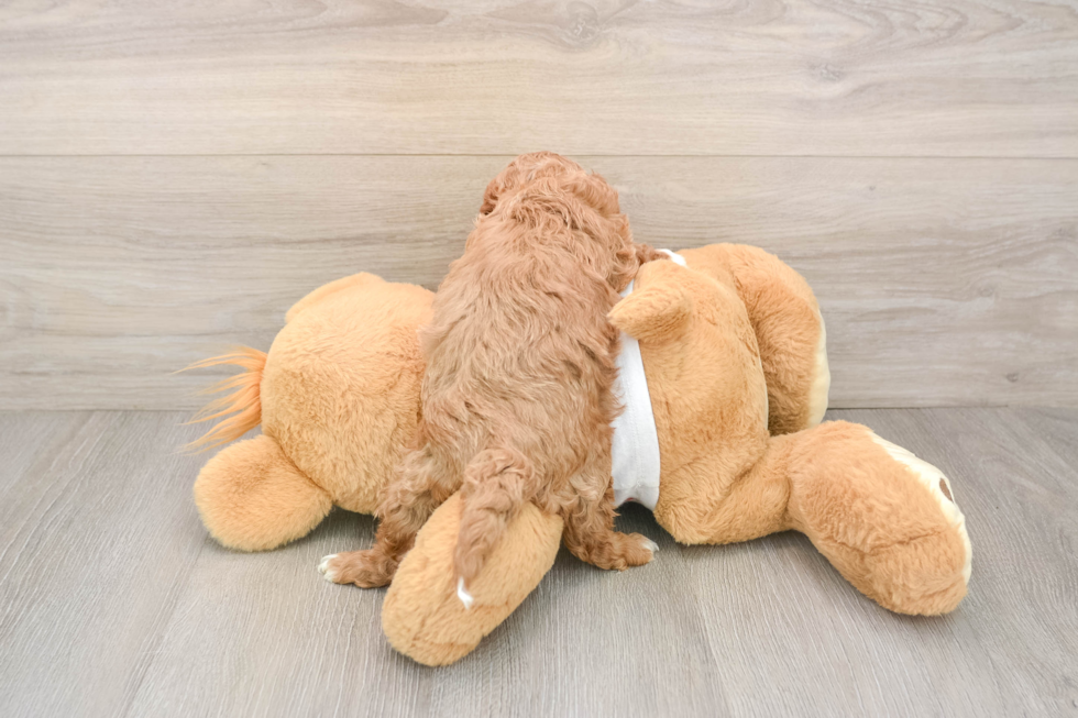 Energetic Cavoodle Poodle Mix Puppy