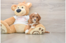 Cavapoo Puppy for Adoption