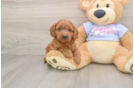 Cavapoo Pup Being Cute